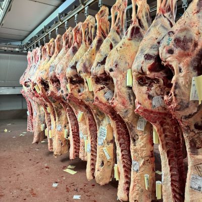 king beef pic 1 20-05